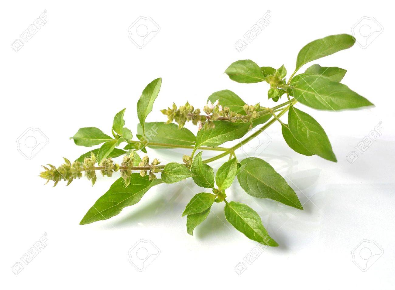 HOLY BASIL/TUSIL (Ocimum tenuiflorum or Ocimum sanctum) EFINRIN2