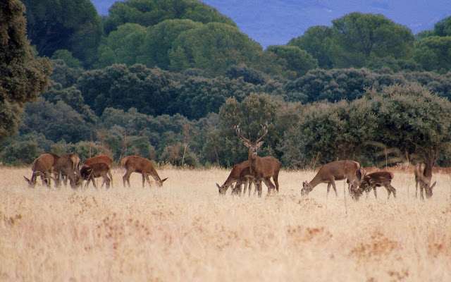 Dónde ver la berrea en Cabañeros