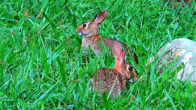 A Tale Of Two Rabbits