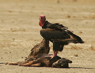 Image of Red-Headed Vulture  photographed by Veer Vaibhav Mishra.