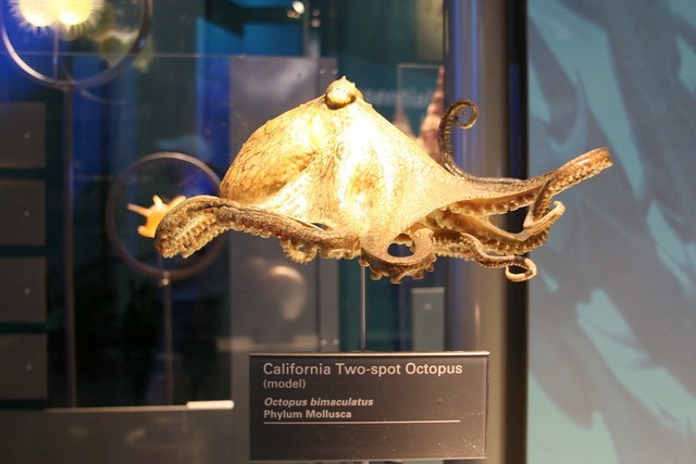 Facts about California two spot octopus