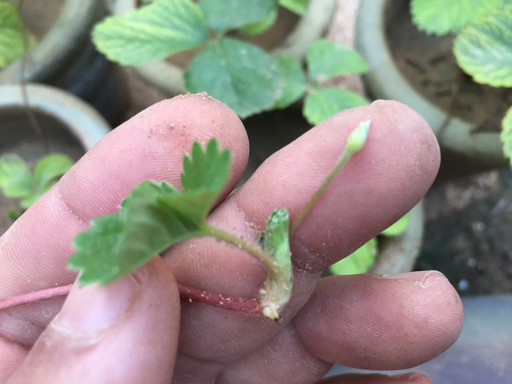How to Propagate Strawberries from Runners