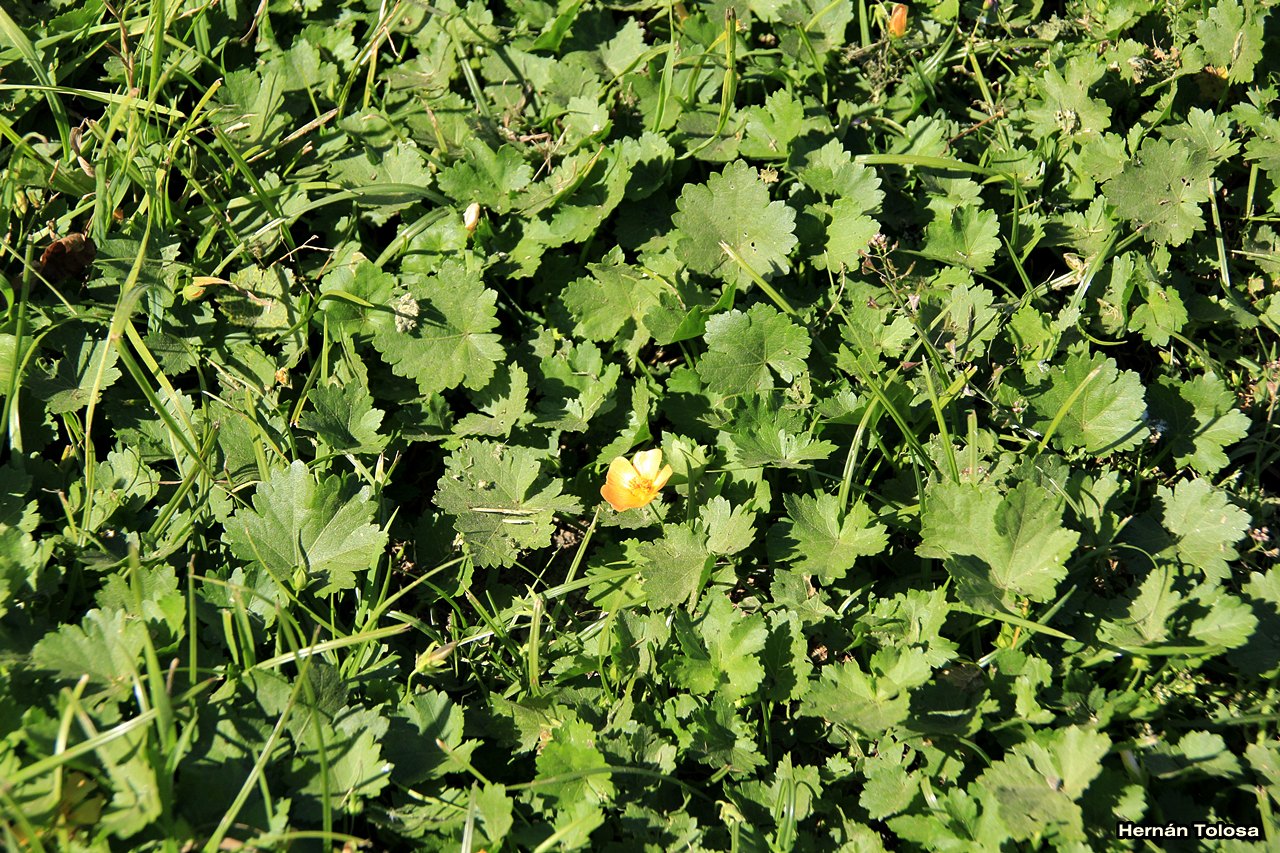 Flora Bonaerense: Malva del campo (Modiolastrum malvifolium)