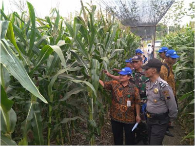 PEMASARAAN PRODUK BENIH JAGUNG HIBRIDA NK SUMO DARI PT SYNGENTA MT III DI DESA MAJENANG