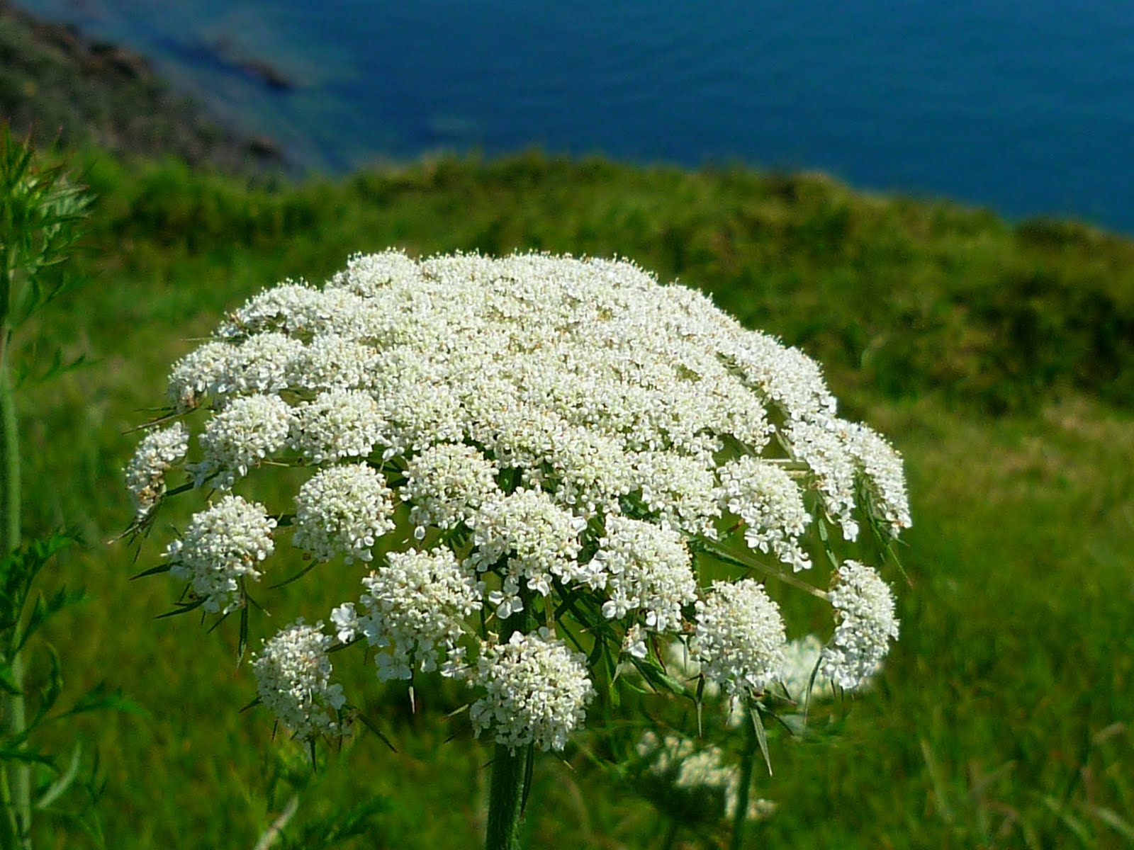Tales of Jo Cow Parsley