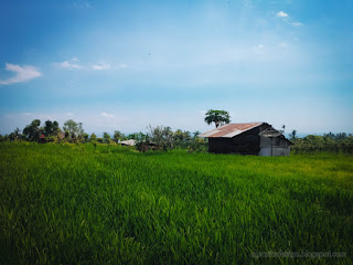 Countryside Scenery Simple Farmhouse In The Rice Fields On A Sunny Day At Ringdikit Village North Bali Indonesia
