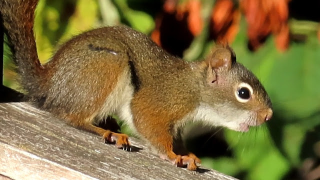 Young Red Squirrels Squeaky Wind-Up Toy Act