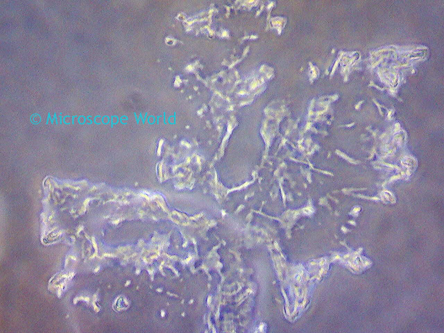 Cheek cells under the microscope at 400x using phase contrast microscopy.