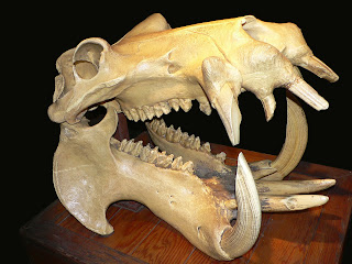 Bir suaygırı kafatası. Su aygırlarının köpek dişleri 50 cm'ye dek uzayabilir.