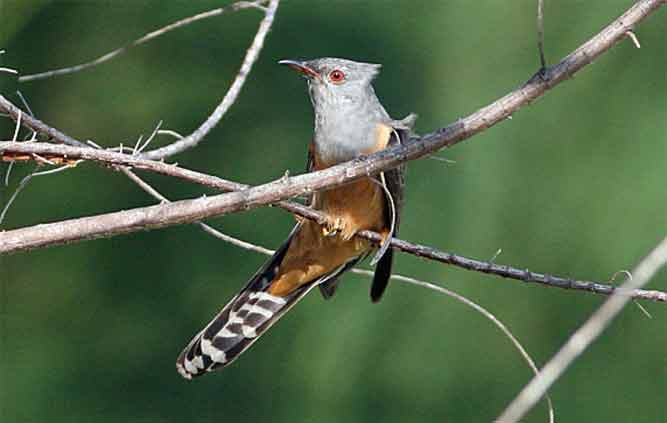 48++ Burung wiwik terupdate