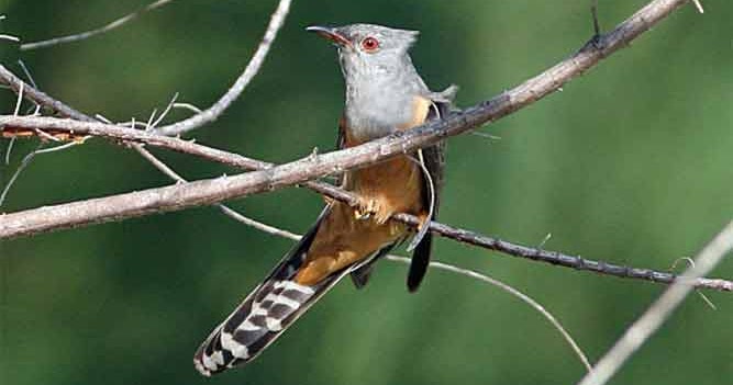 13 Fakta Burung Wiwik Burung Tanda Kematian Misteri Fakta Dan