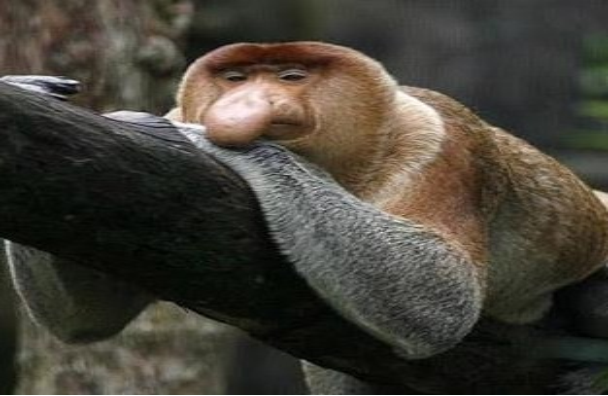 Poborsky Monkey in Sabah Borneo