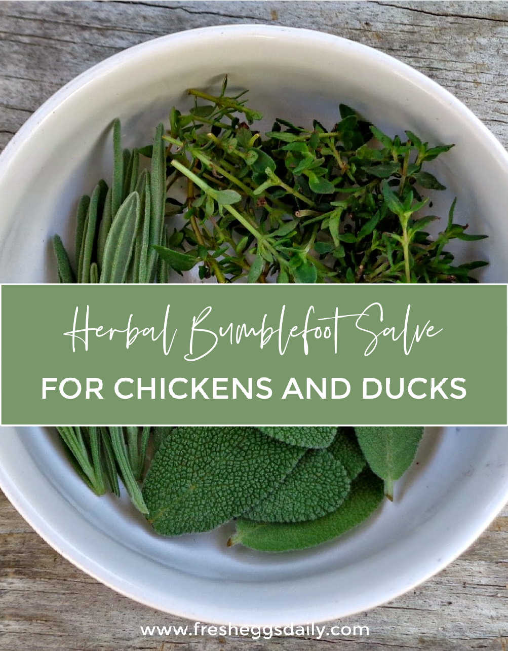 Homemade Herbal Bumblefoot Salve for Chickens and Ducks Fresh Eggs