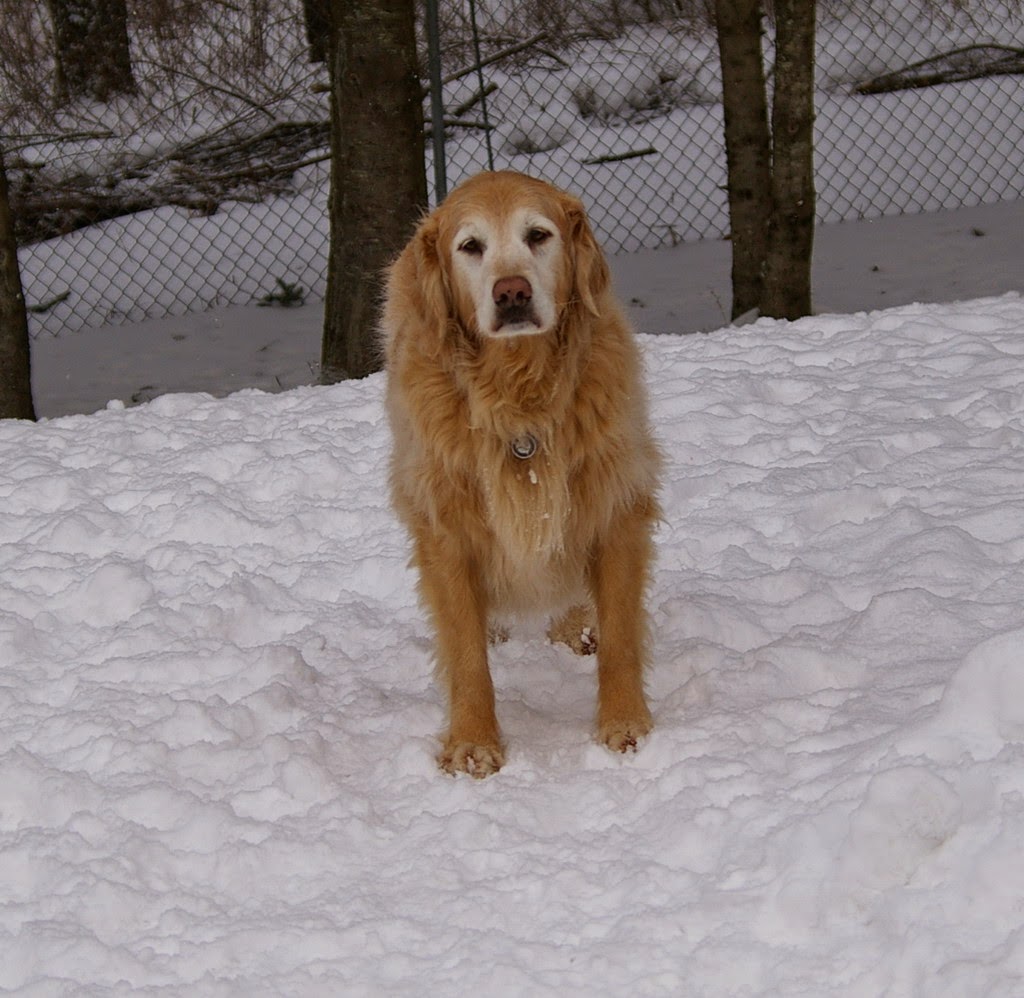Doodles Of Nc Mini Goldendoodle Puppies Goldendoodle Puppy