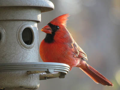 Photo of Northern Cardinal on bird feeder