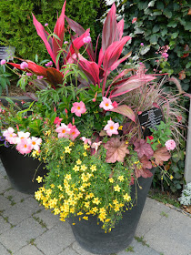 Summer container at Toronto Botanical Garden by garden muses-not another Toronto gardening blog