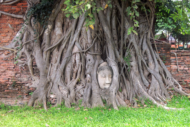 瑪哈泰寺 Wat Mahathat 樹中佛頭 瑪哈泰寺 Wat Mahathat 樹中佛頭