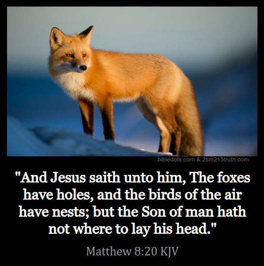 2 Timothy 2 15 Truth Verse Of The Day Matthew 8 20 KJV 2-timothy-2-15-truth-verse-of-the-day-matthew-8-20-kjv