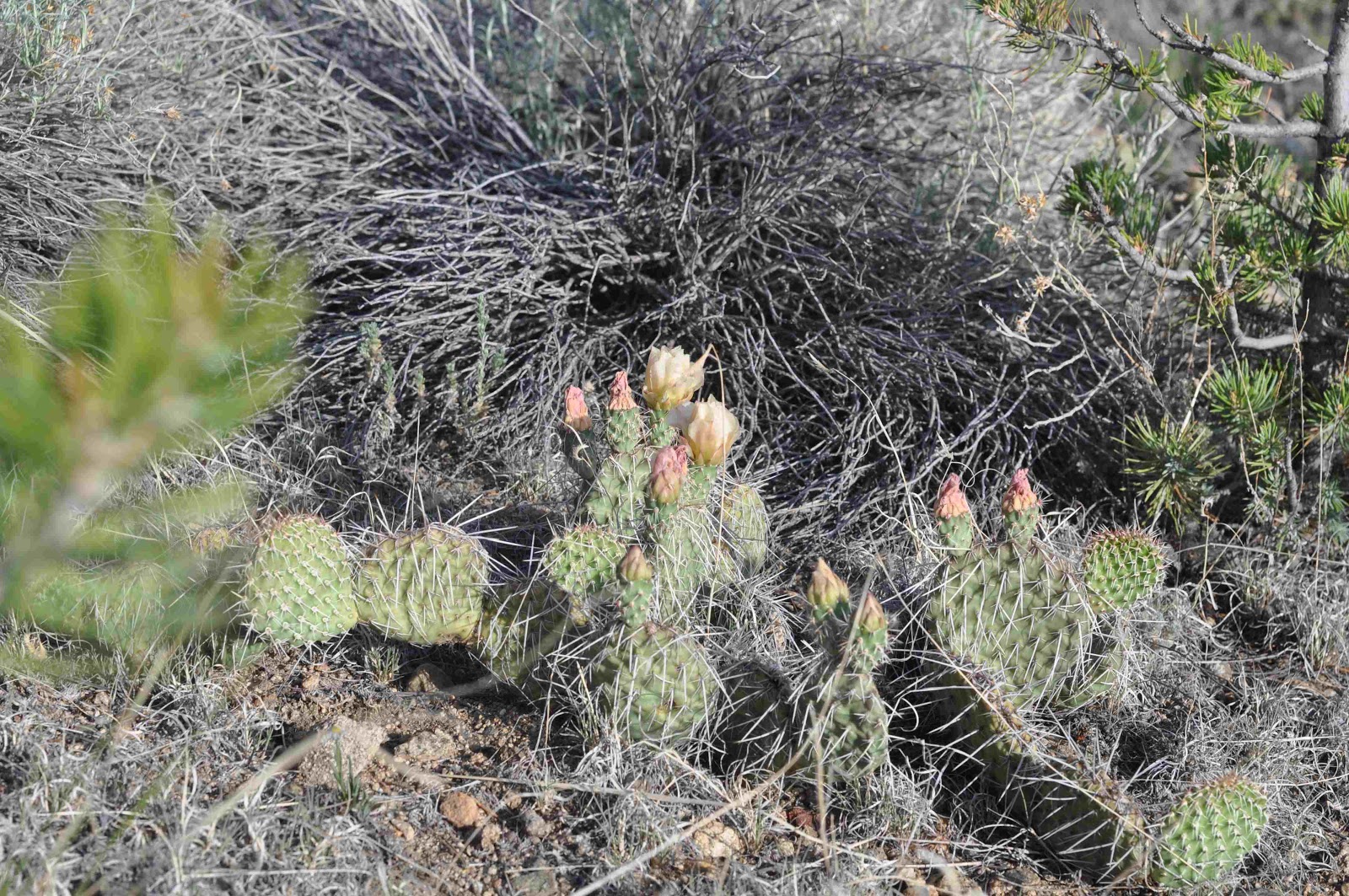 cactus Buena Vista coloradoviews.filminspector.com