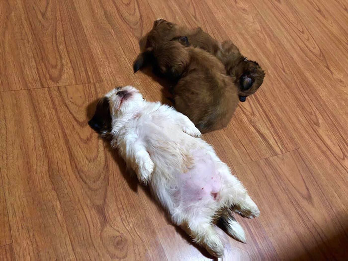 30 Hilariously Adorably Pictures Of Puppy Sleeping As If She Was 'Turned Off' 30 Hilariously Adorably Pictures Of Puppy Sleeping As If She Was 'Turned Off'