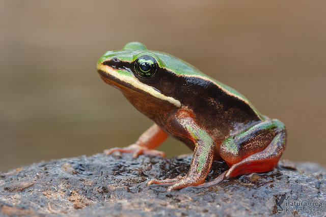 Lithobates vibicarius - Green-eyed Frog