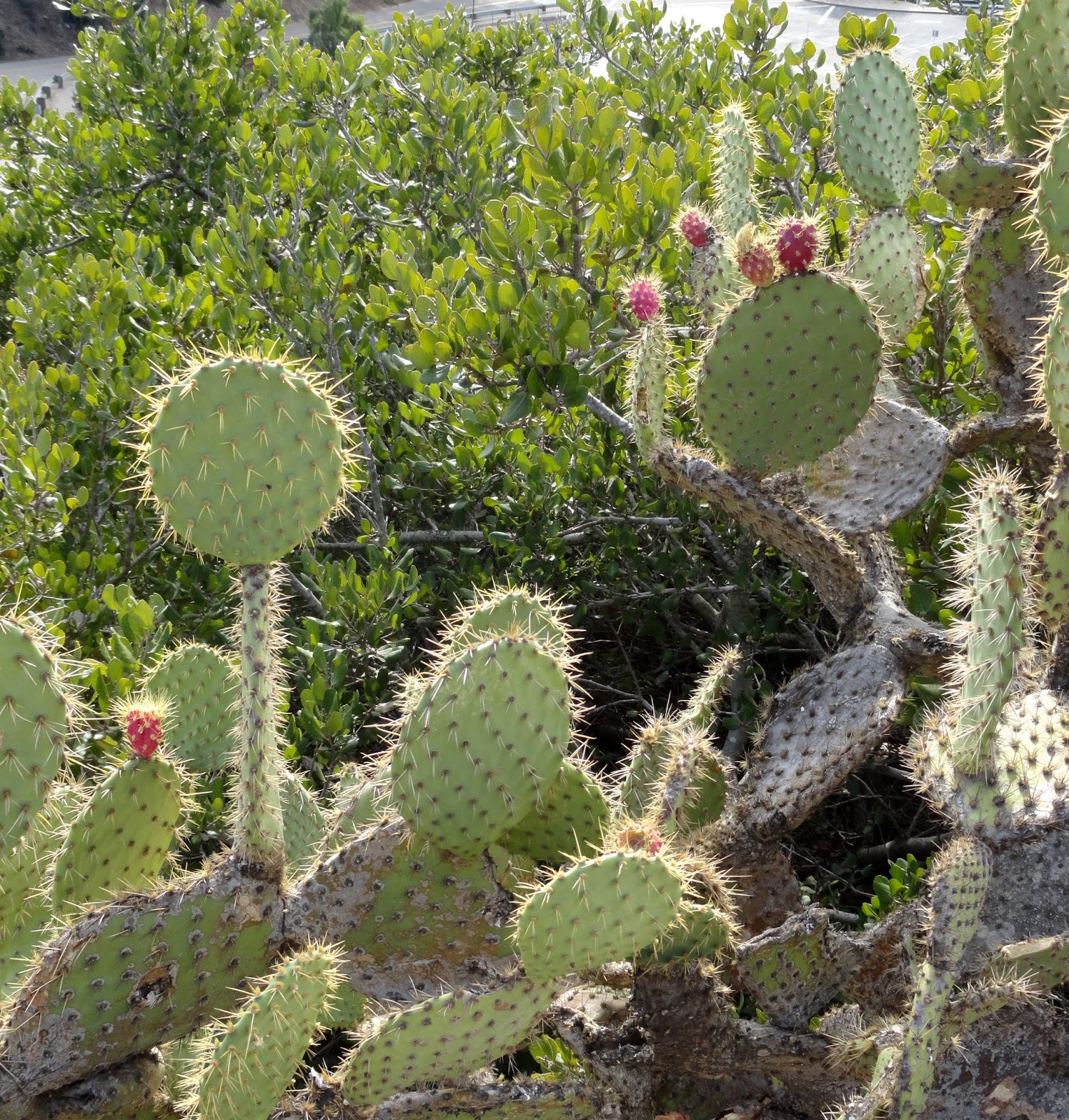 100 Ventura Botanical Gardens File A Pool In The Rock