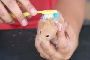 brushing a syrian hamster