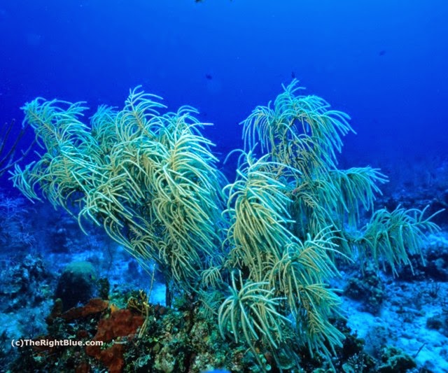 Caribbean Sea Plume (Pseudopterogorgia sp)
