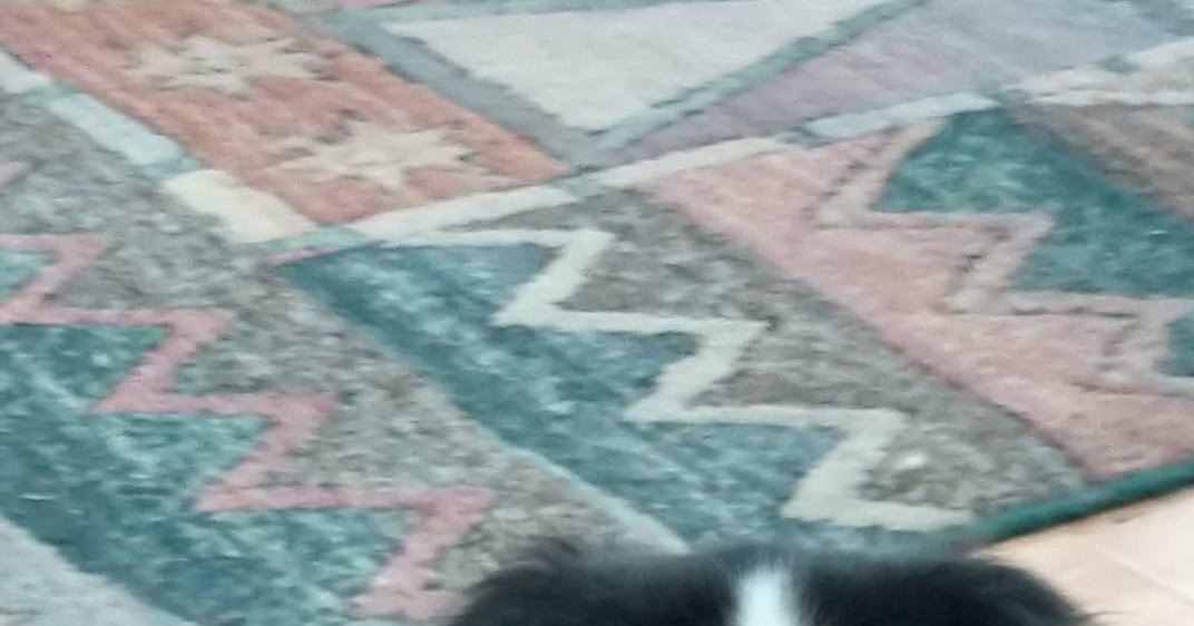Must Love Pekes Elwood SIX YEARS?