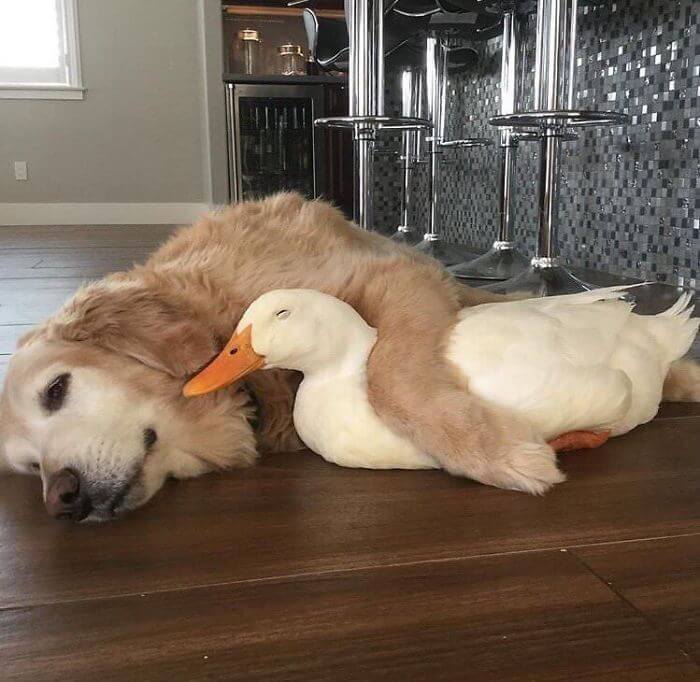 28 Incredibly Cute Pictures Every Duck Lover Will Fall For 