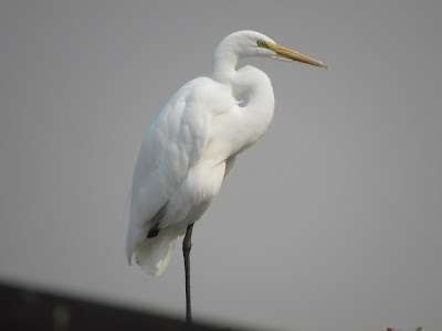 Wings and Daydreams northern California birding photography blog