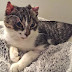 Illinois state law allows law enforcement to take custody of cat exposed to life-threatening cold or heat