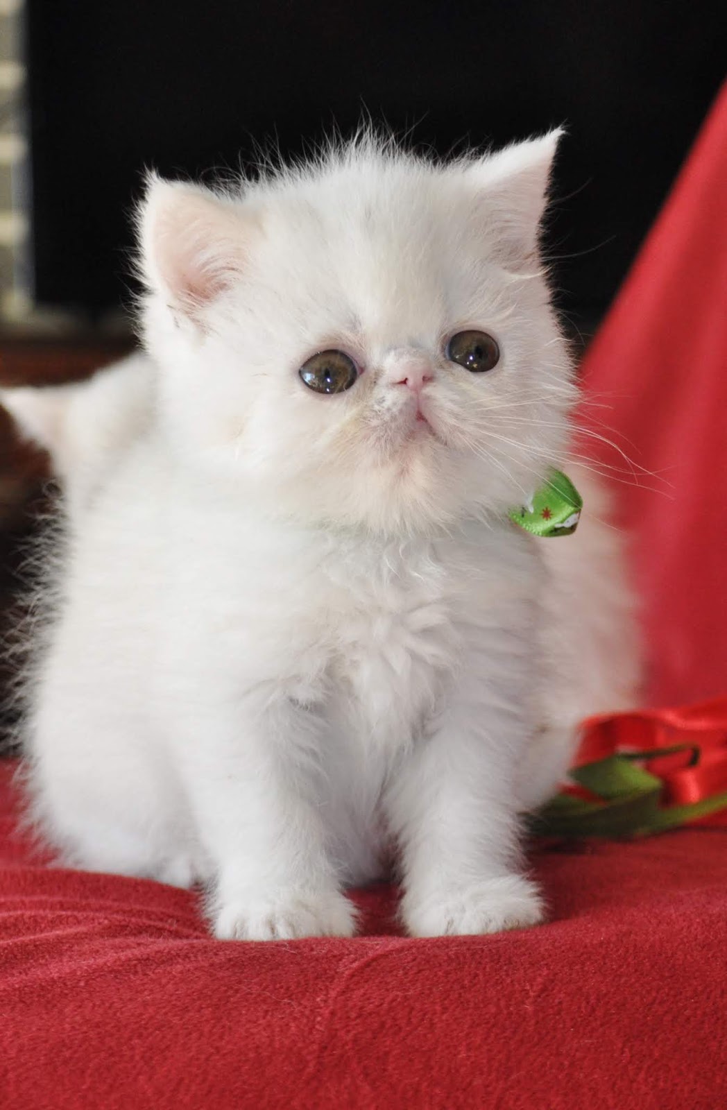 Exotic Shorthairs and Persians in Idaho Kittens on their way! White