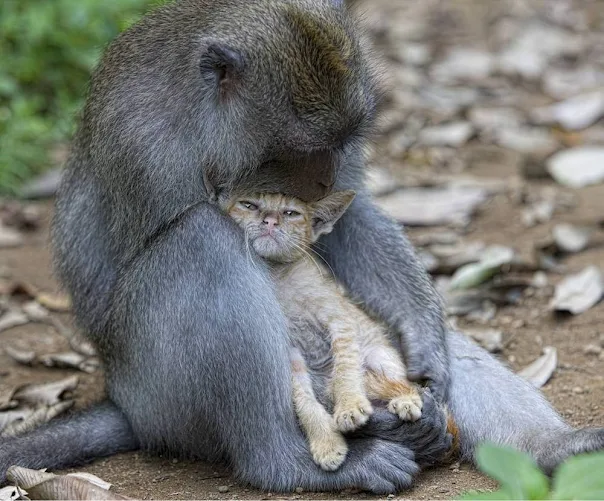 The macaque and the kitten