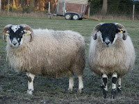 Alles vom Schaf/Wolle + mehr