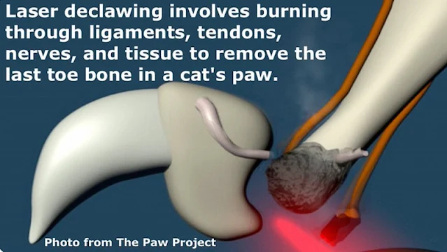 Laser declaw is NOT humane, do not listen to their lies