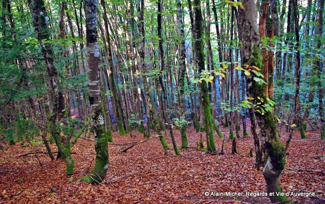 Couleurs d'automne, arbres, troncs, feuilles, forêts, bois.