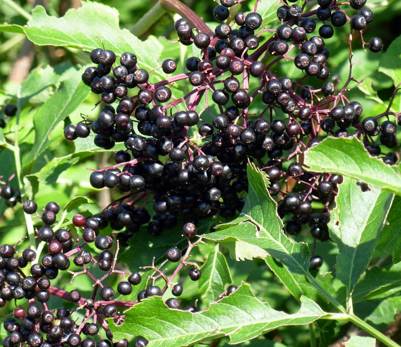 Elderberry Tea Benefits Healthy Tea 101