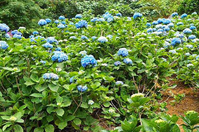 blue hydrangea, flowers