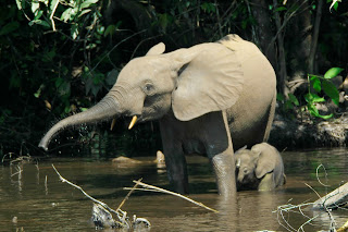 Anne Afrika fili yavrusu ile birlikte yıkanırken.