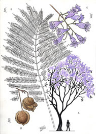 Jacarandá Jacaranda mimosifolia