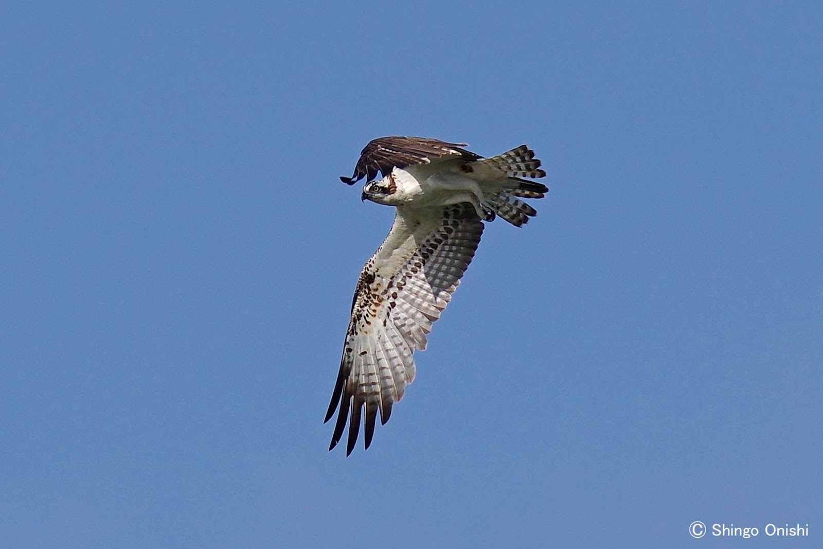 ベリーズ Osprey オスプレイ ミサゴ の狩りは命がけ 写真生活 On Line