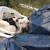 𝘈𝘣𝘶𝘴𝘦𝘥 Dog Left For Dead In Trash Could 𝘉𝘢𝘳𝘦𝘭𝘺 Lift His Head When Rescuers Find Him - 160