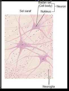 Sel saraf (neuron)