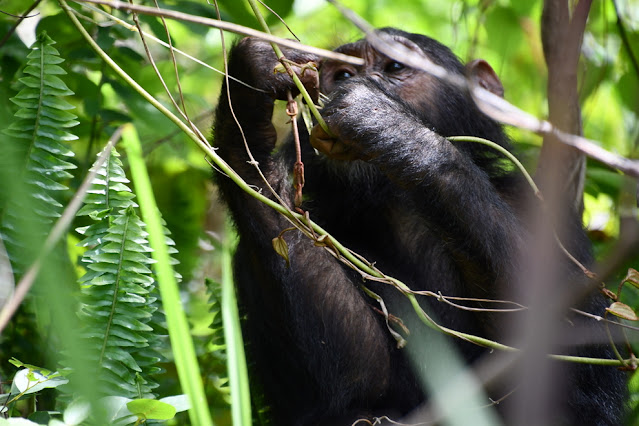 Trekking com chimpanzés na Tanzânia: safari no Gombe Stream National Park