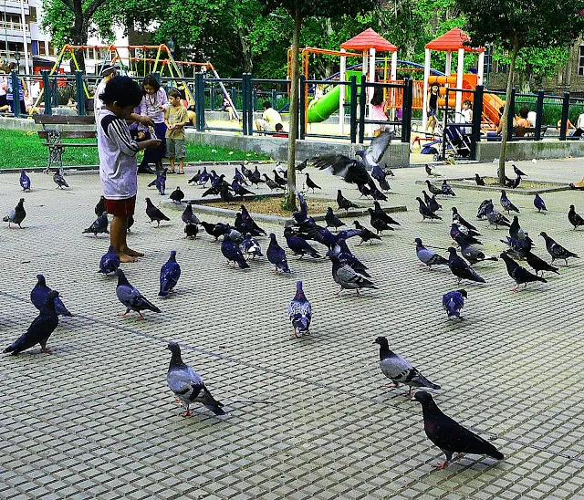 Niño dando de comer a palomas en el parque