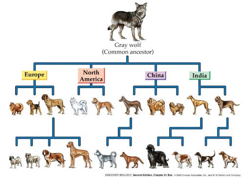 Diyakini bahwa populasi anjing dan serigala pada awalnya adalah satu