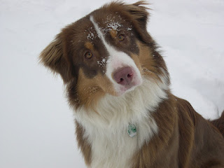 It's important to learn how to read your dog's body language.