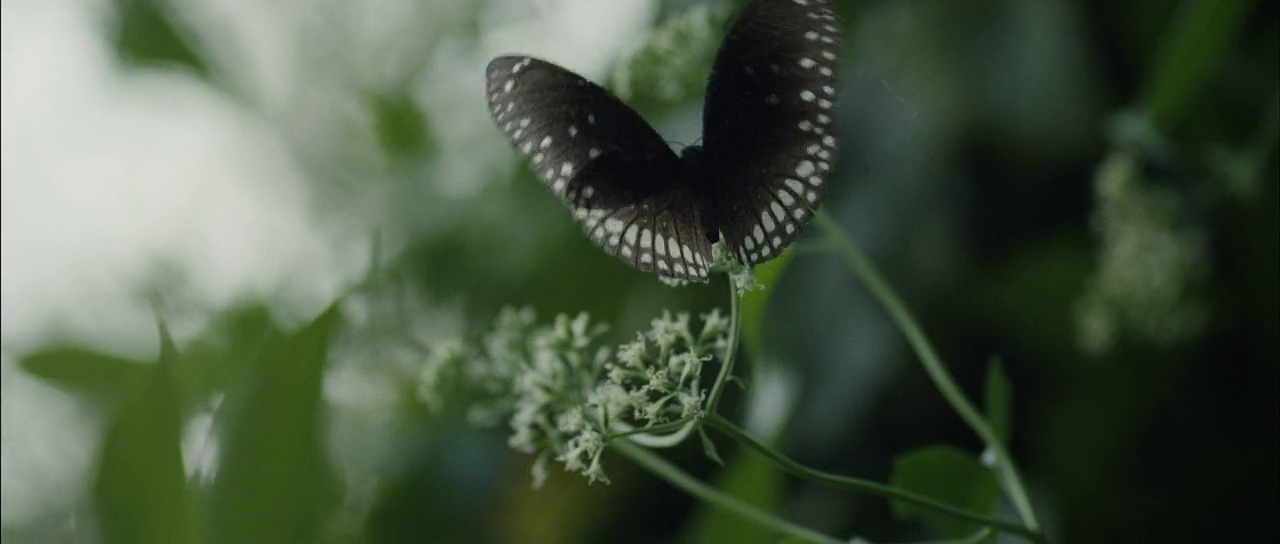 The Philosophy of Premam Chapter Two Butterflies are Mentally