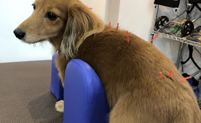 acupuntura em cães